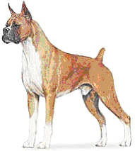 Example of Boxer breed