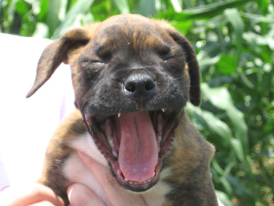 A yawning, sleepy puppy!