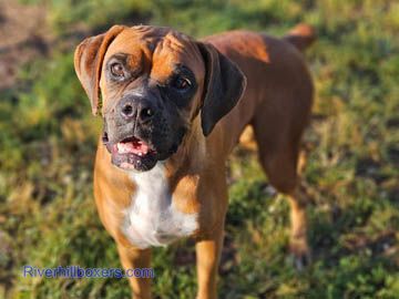 Classic Fawn Female Boxer - Belle