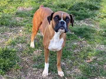 Flashy Fawn Female Boxer - Brittany