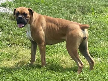 Classic Fawn Female Boxer - Emma