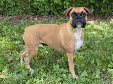 Classic Fawn Female Boxer - Fawn