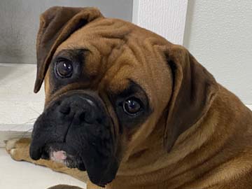 Classic Fawn Female Boxer - Ginger