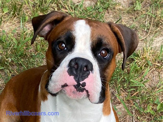 Large fawn male Boxer - Hercules