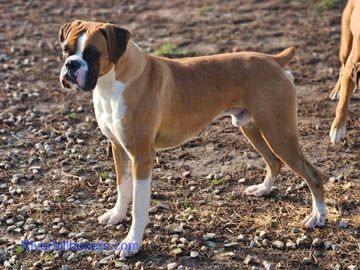 Flashy Fawn Male Boxer - Tucker
