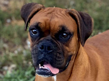 Mahogany fawn female Boxer - Victoria
