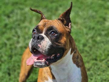 Brindle Male Boxer - Vinne