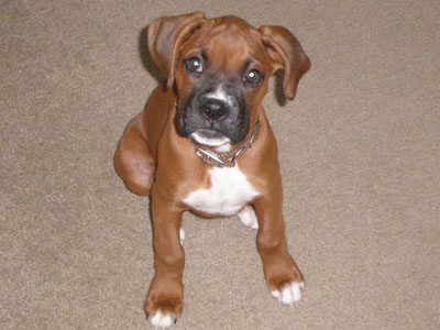 Riverhillboxers.com - Pictures of our puppies!