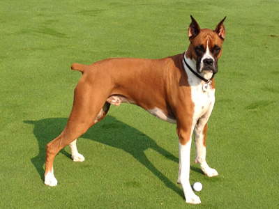Beautiful AKC Boxer from Riverhillboxers - Puppies available for St. Charles MO families