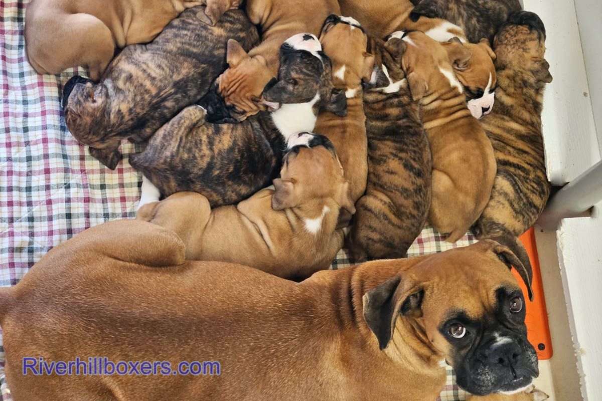 Fawn is a great mom!