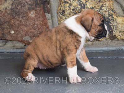 flashy brindle female Boxer puppy Holly