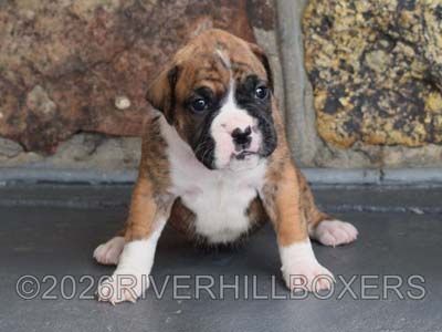flashy brindle female Boxer puppy Holly