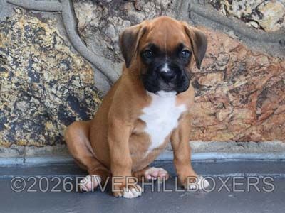 classic fawn male Boxer puppy Atlas
