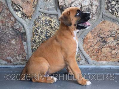 classic fawn male Boxer puppy Atlas