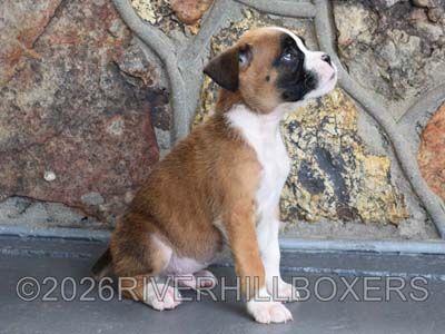 flashy fawn male Boxer puppy Squeaky