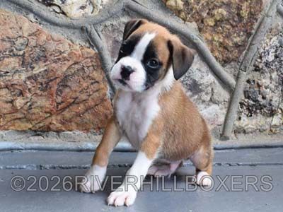 flashy fawn male Boxer puppy Squeaky