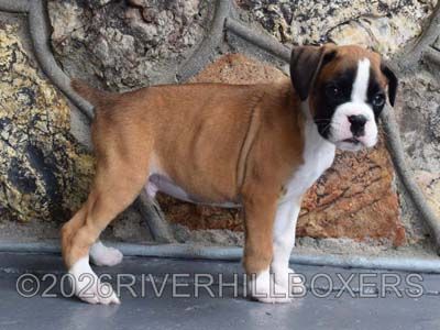 flashy fawn male Boxer puppy Squeaky