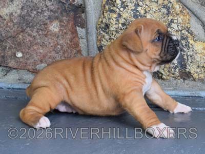 classic fawn female Boxer puppy Sophie