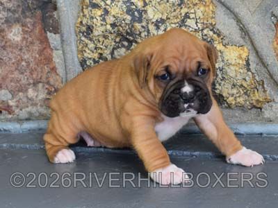 classic fawn female Boxer puppy Sophie