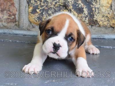flashy fawn female Boxer puppy Maggie