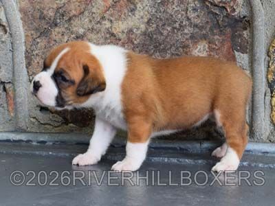 flashy fawn female Boxer puppy Maggie
