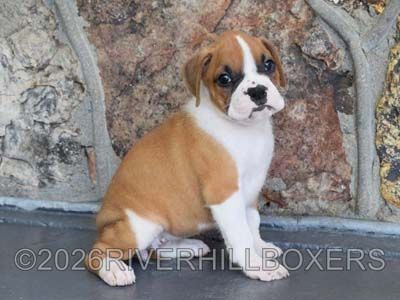 flashy fawn female Boxer puppy Maggie