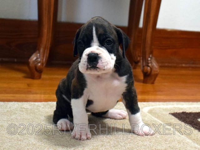 Flashy Brindle Female Boxer puppy Minnie