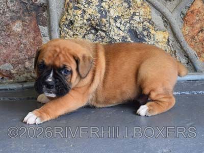 classic fawn male Boxer puppy Buddy