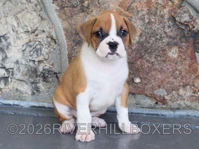 flashy fawn female Boxer puppy Maggie