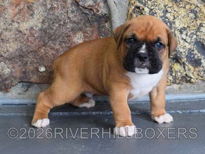 classic fawn male Boxer puppy Buddy