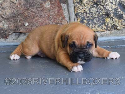 classic fawn male Boxer puppy Bruno