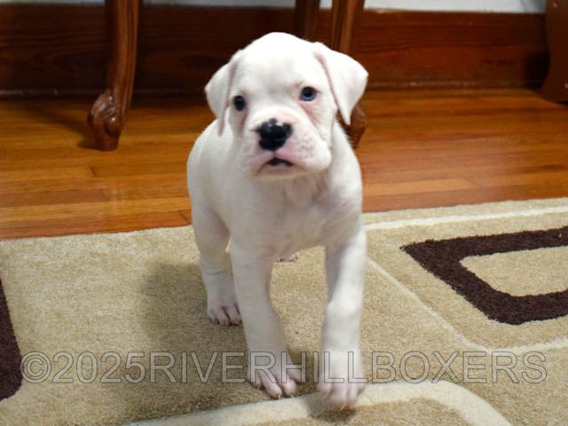 White Male Boxer puppy Mickey