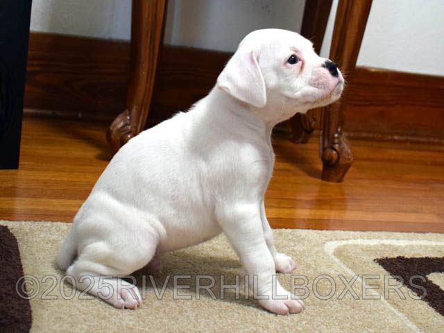 White Male Boxer puppy Mickey