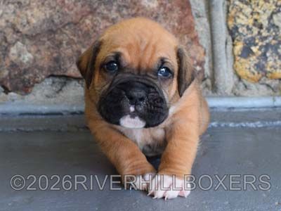 classic fawn male Boxer puppy Bruno