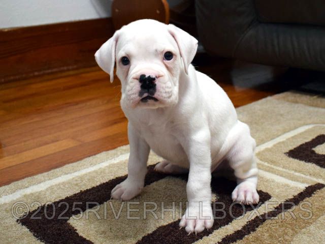 White Male Boxer puppy Donald