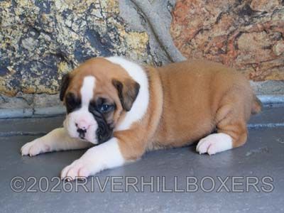 flashy fawn female Boxer puppy Annie