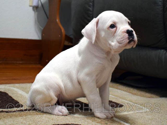White Male Boxer puppy Donald