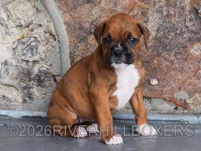 classic brindle female Boxer puppy Fern
