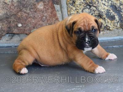 classic fawn male Boxer puppy Bear