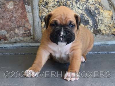 classic fawn male Boxer puppy Bear
