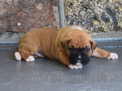 classic fawn male Boxer puppy Hank