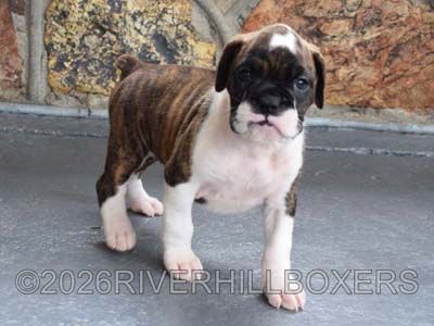 flashy brindle female Boxer puppy Nova