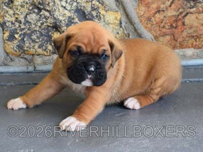 classic fawn male Boxer puppy Hank