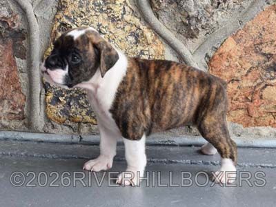 flashy brindle female Boxer puppy Nova