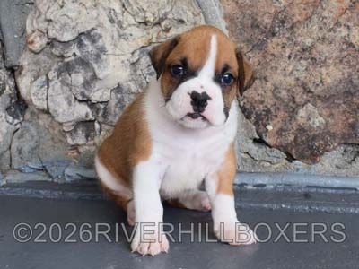 flashy fawn female Boxer puppy Maggie