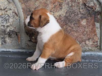 flashy fawn female Boxer puppy Maggie