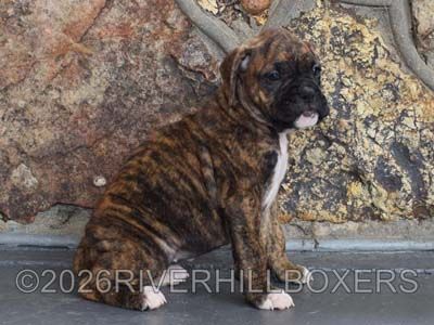 classic brindle female Boxer puppy Sage