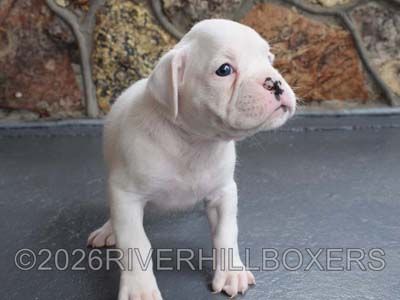 white female Boxer puppy Daisy