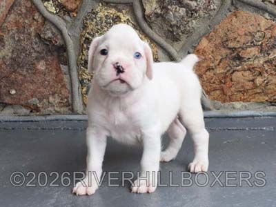 white female Boxer puppy Daisy