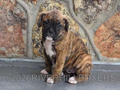 classic brindle female Boxer puppy Sage